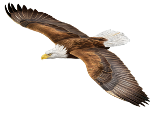 Painted Eagle